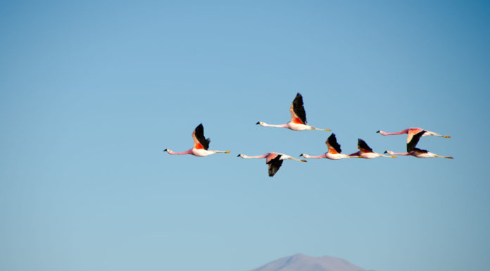 Кадровые миграции сезона