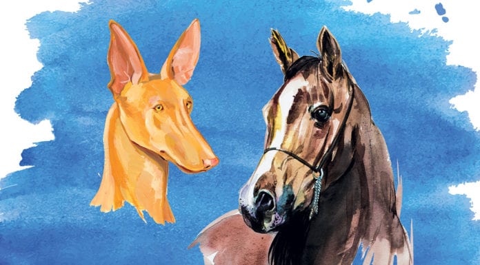 Проект «собака», или А конь-то кусается! Часть 1