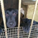 Нордик в приюте