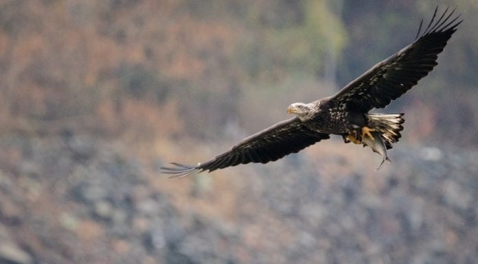 Кадровые перестановки