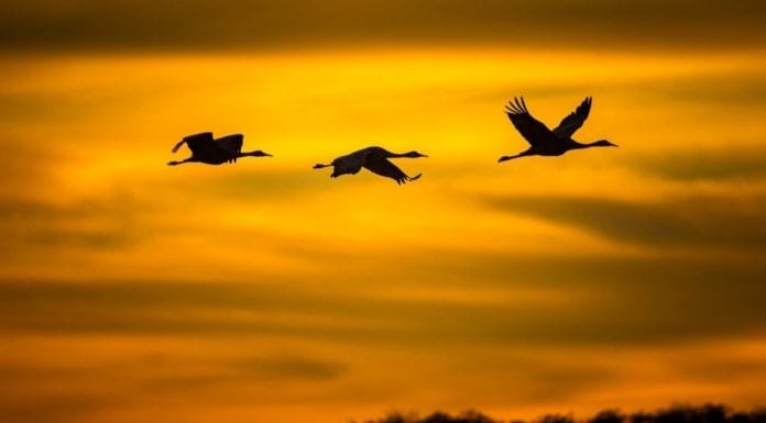 Кадровые перестановки