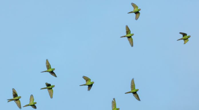 Deloitte Legal укрепляет практику в СНГ