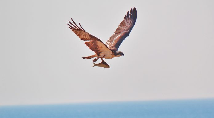 Кадровые новости. Артур Оганесян