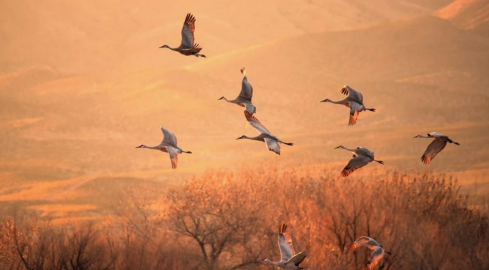 Карьерные новости. Дмитрий Дубенецкий