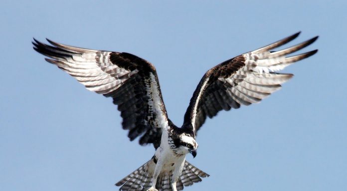 Кадровые новости. Константин Мамилов