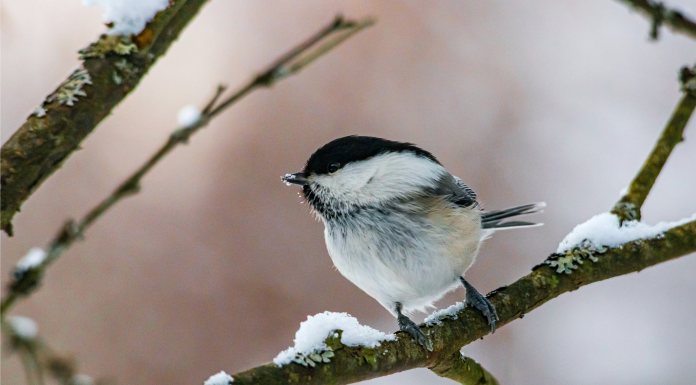 Кадровые новости. Александр Кудрявцев