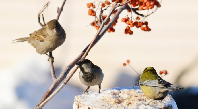 Карьерные новости. Екатерина Кокарева