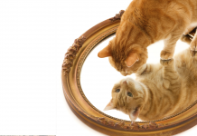 Между сходством и “паразитированием”