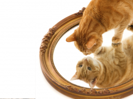 Между сходством и “паразитированием”