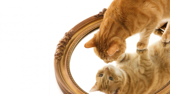 Между сходством и “паразитированием”