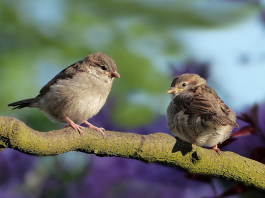 Кадровые перестановки. ООО «СИБУР»