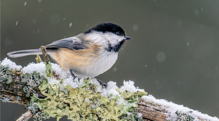 Карьерная новость. Наталия Озеранская