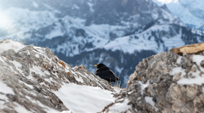 Карьерная новость. Алексей Афанасьев