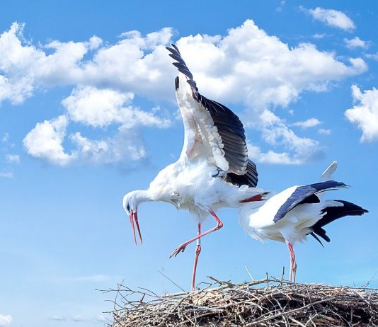 Кадровые перестановки. АШАН Ритейл Россия